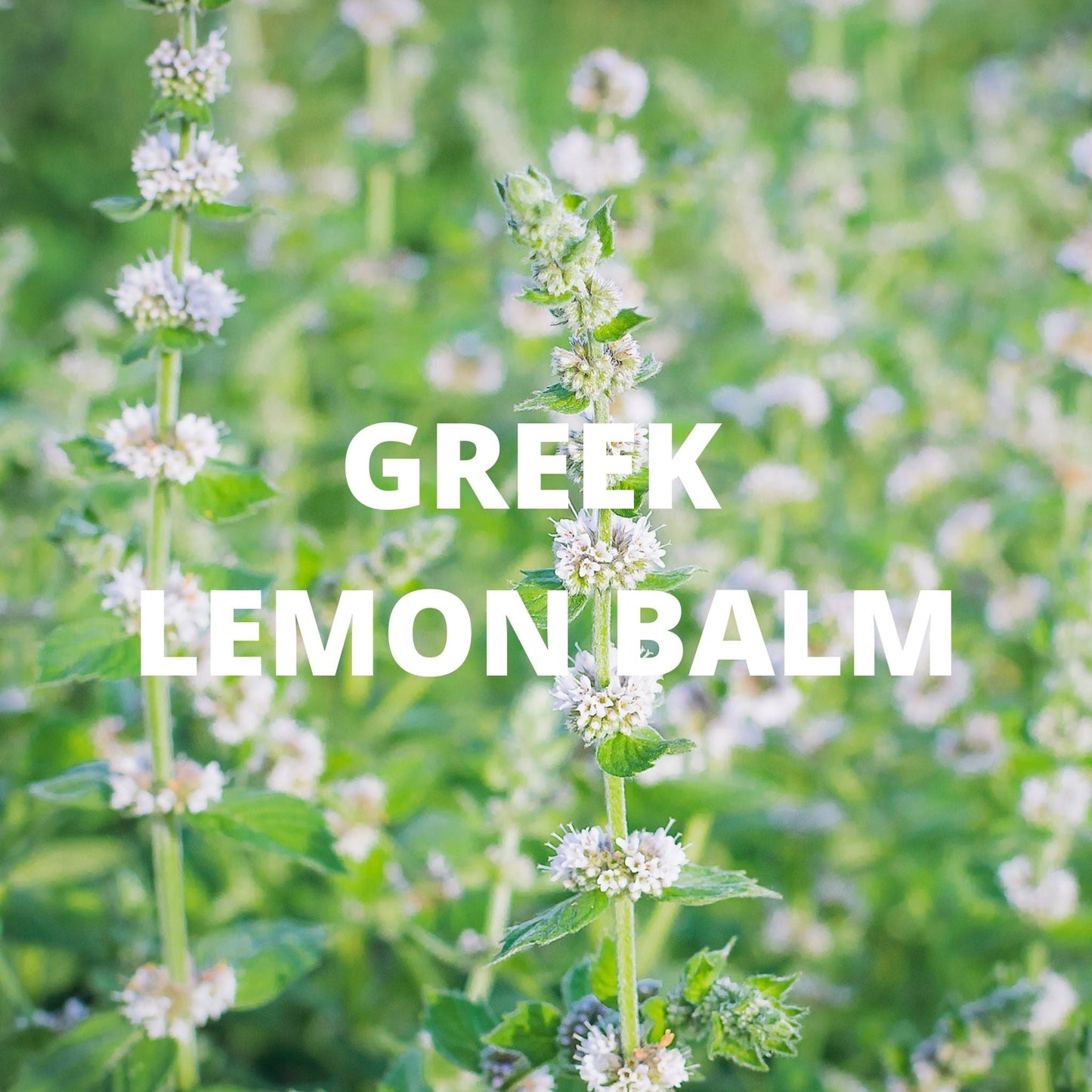 Calm Herbal Tea for Relaxation Rituals
