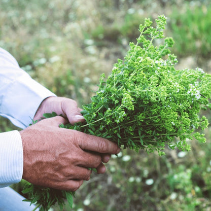 Greek Oregano Herbal Tea for Traditional Rituals