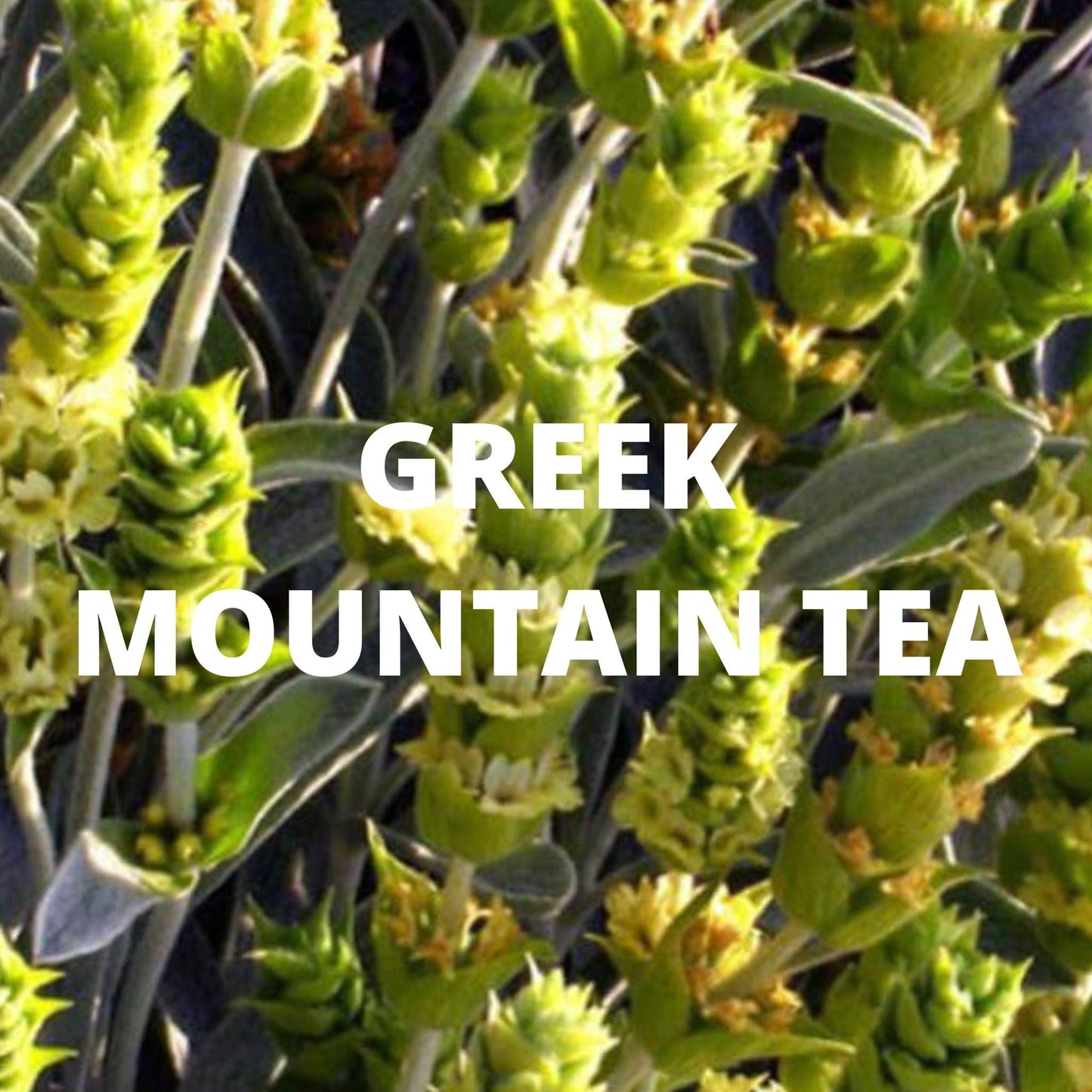 Immune Support Herbal Tea