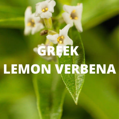 Immune Support Herbal Tea
